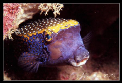 Black Boxfish.Nikon F100,f22,1/60,YS-120,RVP100. by Allen Lee 